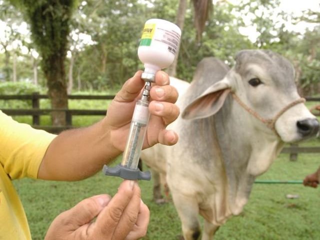 Vacuna para el ganado
